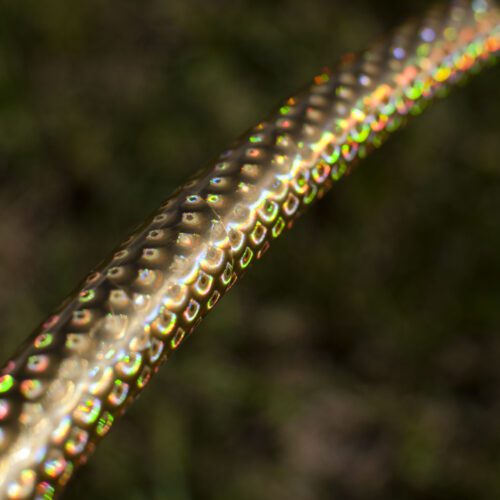 Alternative view of Gold Siren Metallic Hoop Tape